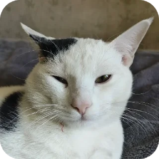 🐱 emoji Рома Telegram sticker 17 of 36