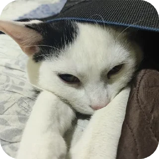 🐱 emoji Рома Telegram sticker 19 of 36