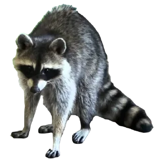 Sticker from RACCOON