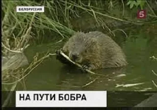 Sticker from бобры