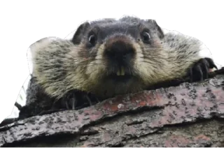 😧 emoji БОБРЫ Telegram sticker 2 of 30