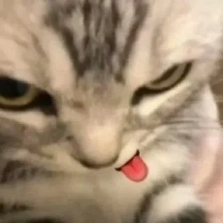 🤪 emoji вдыдщаща @kkmadikk Telegram sticker 16 of 108