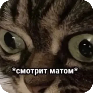 🐱 emoji а? Telegram sticker 23 of 90