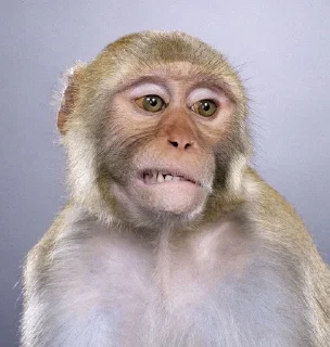 🌟 emoji брадке Telegram sticker 7 of 38