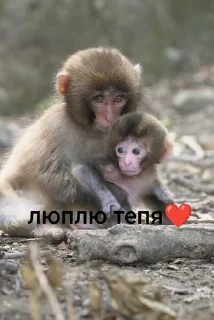 🌟 emoji брадке Telegram sticker 22 of 38