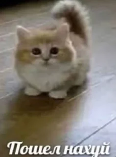😁 emoji котики как смысл жизни Telegram sticker 13 of 15
