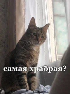 Sticker from 👺черкаш👺
