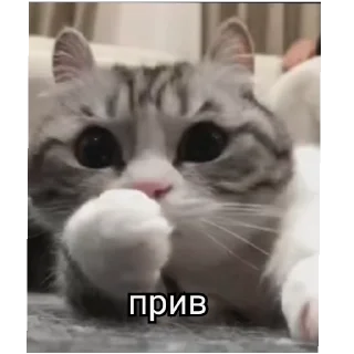 😀 emoji РасКумарик @prstickers Telegram sticker 13 of 26