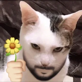 🌼 emoji Котикииии Telegram sticker 22 of 23