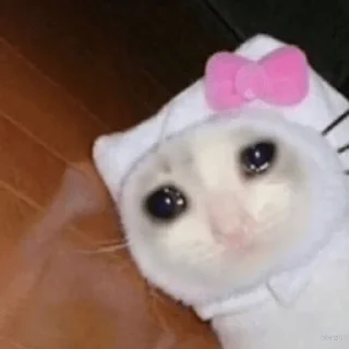 😭 emoji Грустные котики Telegram sticker 12 of 15