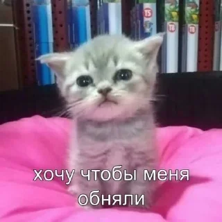 Sticker from Котики
