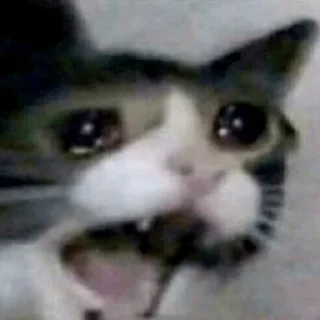 😭 emoji Грустные котики Telegram sticker 4 of 15