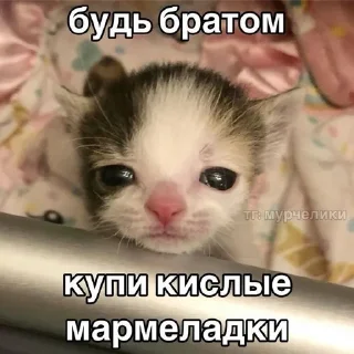 🌟 emoji Котики Telegram sticker 18 of 57