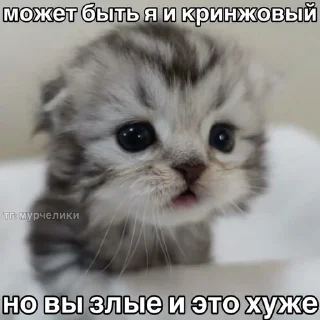 🌟 emoji Котики Telegram sticker 10 of 57