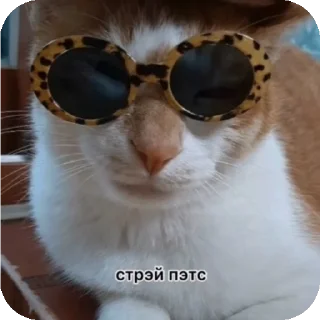 🐱 emoji Айдолы.Ничего не знаю!! Telegram sticker 14 of 20