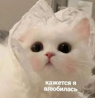 Sticker from Котики <3