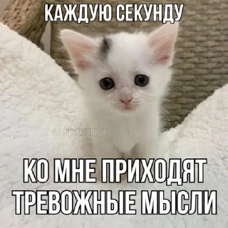 🌟 emoji ДЛЯ КОТИКОВ @RuBlackMafia Telegram sticker 9 of 68