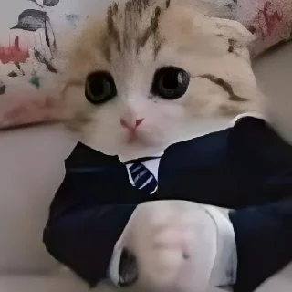😄 emoji Стикеры кота на все случаи жизни Telegram sticker 21 of 26