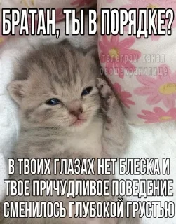 🌟 emoji ДЛЯ КОТИКОВ @RuBlackMafia Telegram sticker 16 of 68