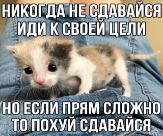 🌟 emoji ДЛЯ КОТИКОВ @RuBlackMafia Telegram sticker 17 of 68