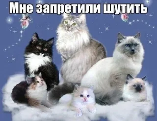 🌟 emoji ДЛЯ КОТИКОВ @RuBlackMafia Telegram sticker 21 of 68