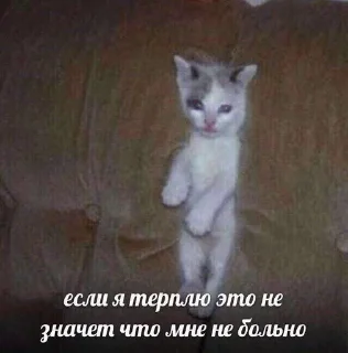 🌟 emoji чат для котиков @RuBlackMafia Telegram sticker 14 of 120