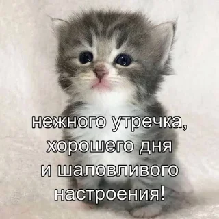 🌟 emoji чат для котиков @RuBlackMafia Telegram sticker 22 of 120