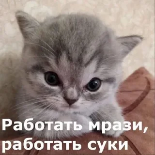 🌟 emoji чат для котиков @RuBlackMafia Telegram sticker 8 of 120