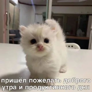 🌟 emoji чат для котиков @RuBlackMafia Telegram sticker 21 of 120