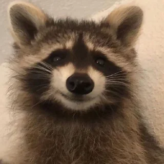 🦝 emoji Еноты🙀🙀 Telegram sticker 17 of 113