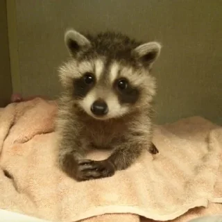 🦝 emoji Еноты🙀🙀 Telegram sticker 13 of 113