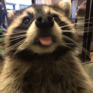 🦝 emoji Еноты🙀🙀 Telegram sticker 11 of 113