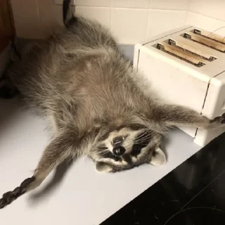 🦝 emoji Еноты🙀🙀 Telegram sticker 24 of 113