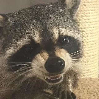 🦝 emoji Еноты🙀🙀 Telegram sticker 23 of 113