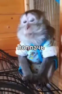 😒 emoji Бибизянки ➡️ @Ctikerubot Telegram sticker 15 of 50