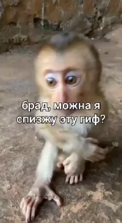 😏 emoji Бибизянки ➡️ @Ctikerubot Telegram sticker 11 of 50