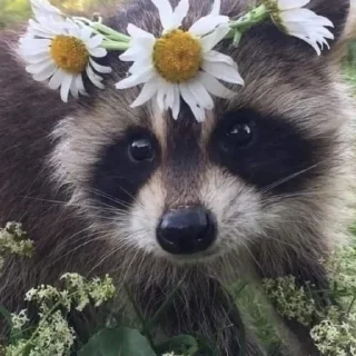 💗 emoji Набор Эди Telegram sticker 22 of 81