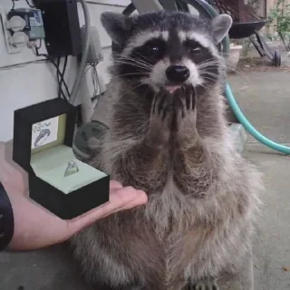 💍 emoji Набор Эди Telegram sticker 20 of 81