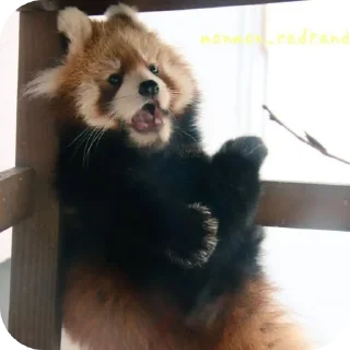 🤯 emoji red panda🐼 від- @evawxx Telegram sticker 19 of 45