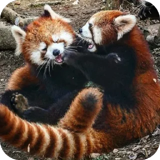🐾 emoji red panda🐼 від- @evawxx Telegram sticker 11 of 45