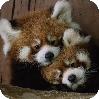 🥰 emoji red panda🐼 від- @evawxx Telegram sticker 13 of 45