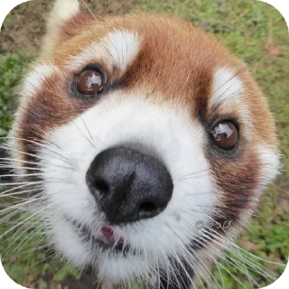 Sticker from red panda🐼 від- @evawxx