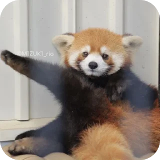 🔥 emoji red panda🐼 від- @evawxx Telegram sticker 20 of 45