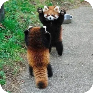 Sticker from red panda🐼 від- @evawxx