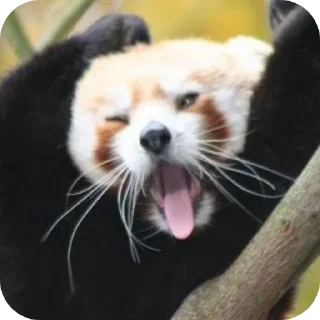 🐶 emoji red panda🐼 від- @evawxx Telegram sticker 6 of 45