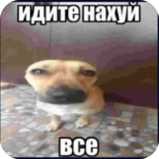 🐶 emoji Шиза Telegram sticker 6 of 118