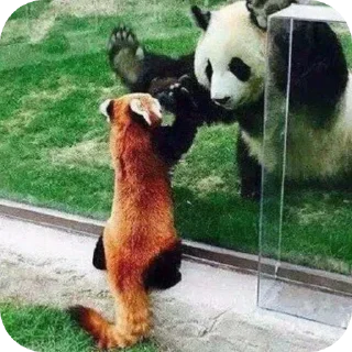 🐼 emoji red panda🐼 від- @evawxx Telegram sticker 5 of 45
