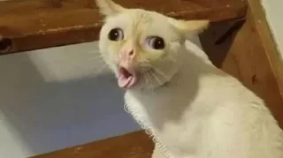Sticker from Meme cats