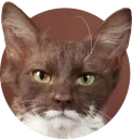😁 emoji cats @TVstickers Telegram sticker 18 of 117