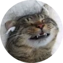 😚 emoji cats @TVstickers Telegram sticker 23 of 117